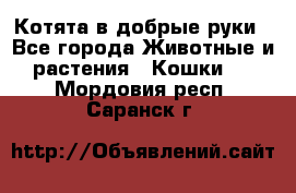 Котята в добрые руки - Все города Животные и растения » Кошки   . Мордовия респ.,Саранск г.